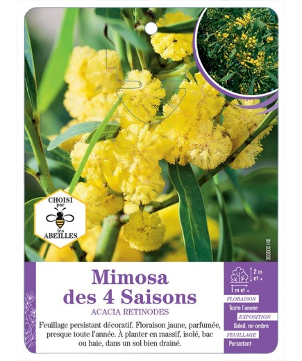 ACACIA RETINODES voir Mimosa des 4 Saisons