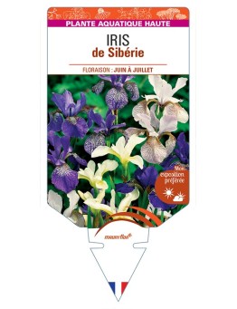 IRIS sibirica varié voir IRIS de Sibérie