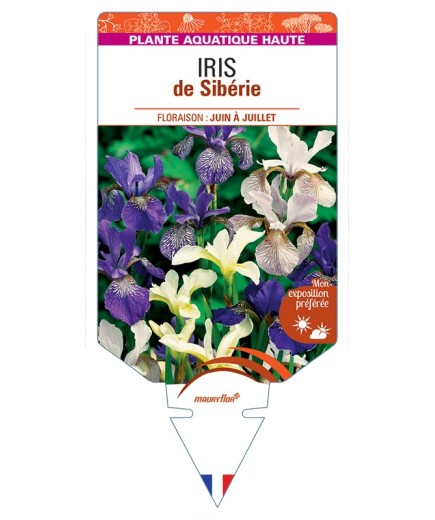 IRIS sibirica varié voir IRIS de Sibérie