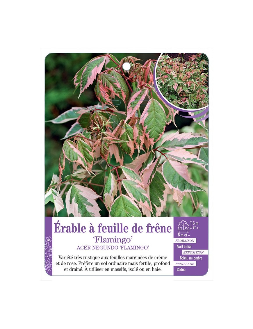 ACER NEGUNDO FLAMINGO voir Érable à feuille de frêne