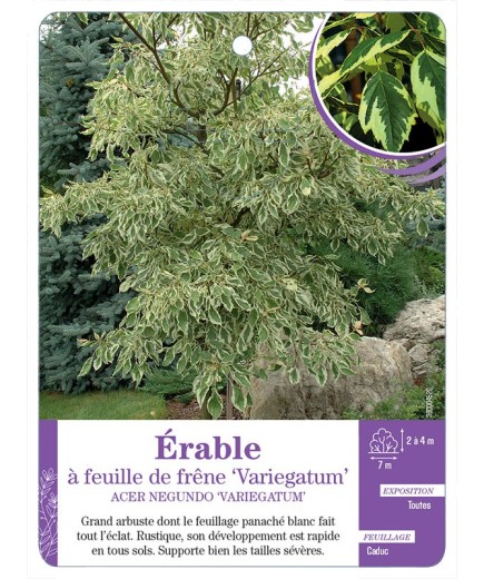ACER NEGUNDO VARIEGATUM voir Érable à feuille de frêne