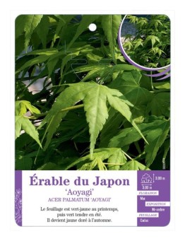 ACER PALMATUM AOYAGI voir Érable du Japon
