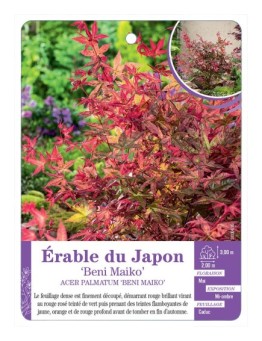 ACER PALMATUM BENI MAIKO voir Érable du Japon