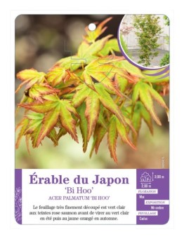 ACER PALMATUM BI HOO voir Érable du Japon