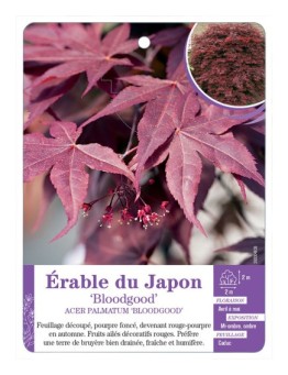 ACER PALMATUM BLOODGOOD voir Érable du Japon