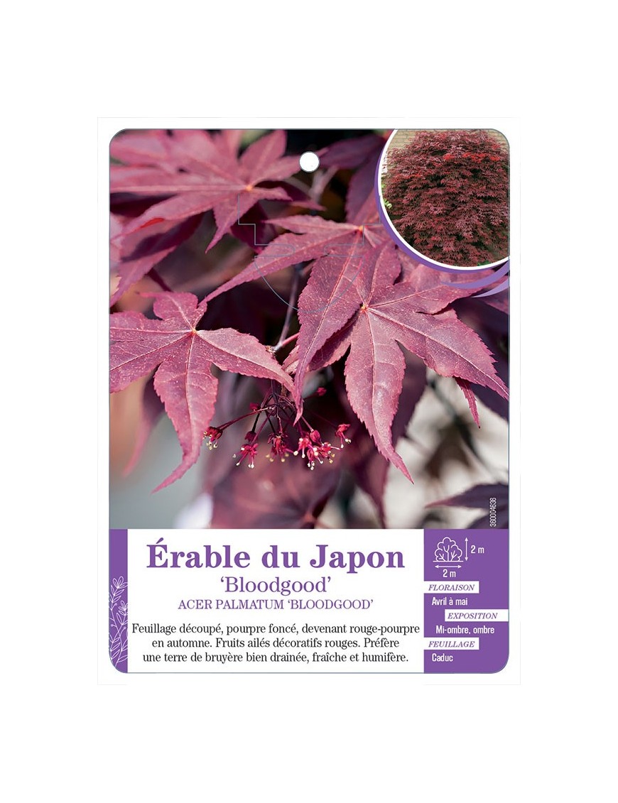ACER PALMATUM BLOODGOOD voir Érable du Japon