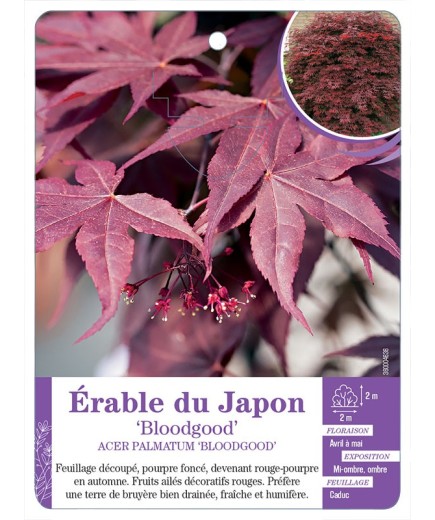 ACER PALMATUM BLOODGOOD voir Érable du Japon