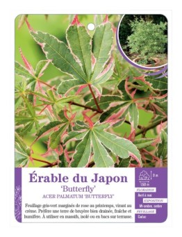ACER PALMATUM BUTTERFLY voir Érable du Japon