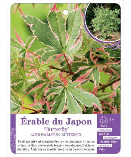 ACER PALMATUM BUTTERFLY voir Érable du Japon