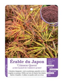ACER PALMATUM CRIMSON QUEEN voir Érable du Japon