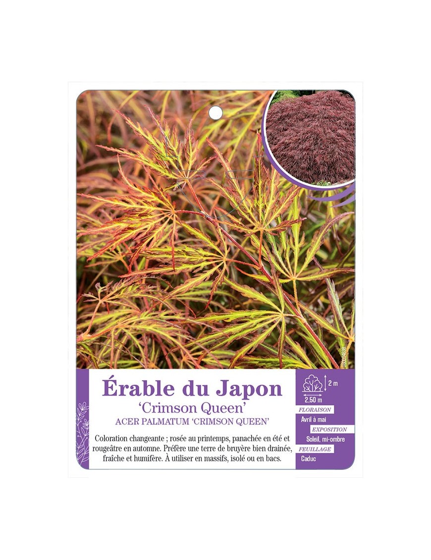 ACER PALMATUM CRIMSON QUEEN voir Érable du Japon