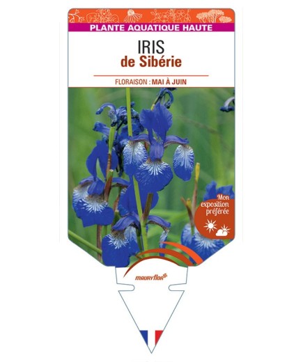 IRIS sibirica voir IRIS de Sibérie (bleu)
