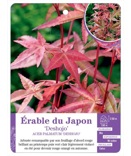 ACER PALMATUM DESHOJO voir Érable du Japon