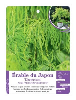 ACER PALMATUM DISSECTUM voir Érable du Japon