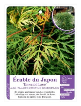ACER PALMATUM DISSECTUM EMERALD LACE voir Érable du Japon