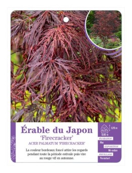 ACER PALMATUM FIRECRACKER voir Érable du Japon