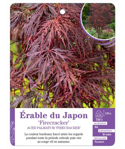 ACER PALMATUM FIRECRACKER voir Érable du Japon