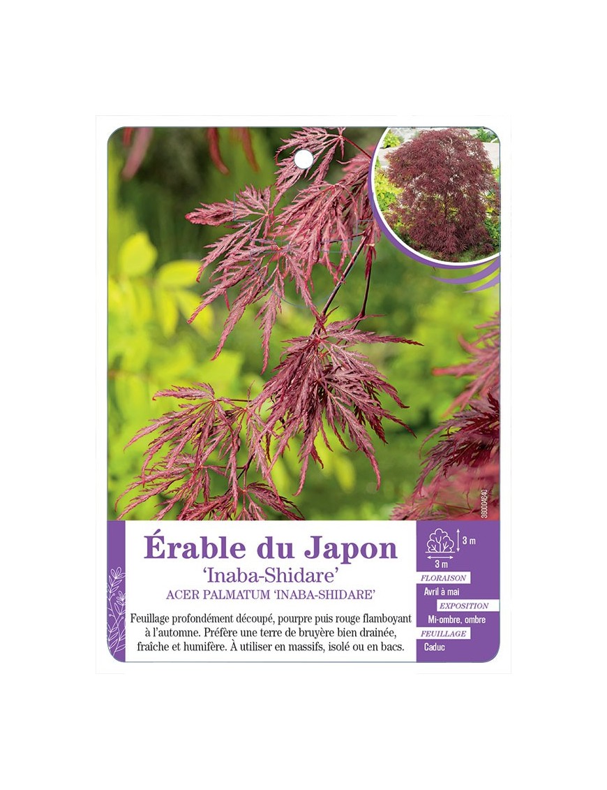 ACER PALMATUM INABA-SHIDARE voir Érable du Japon