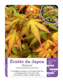 ACER PALMATUM KATSURA voir Érable du Japon