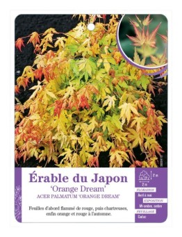 ACER PALMATUM ORANGE DREAM voir Érable du Japon