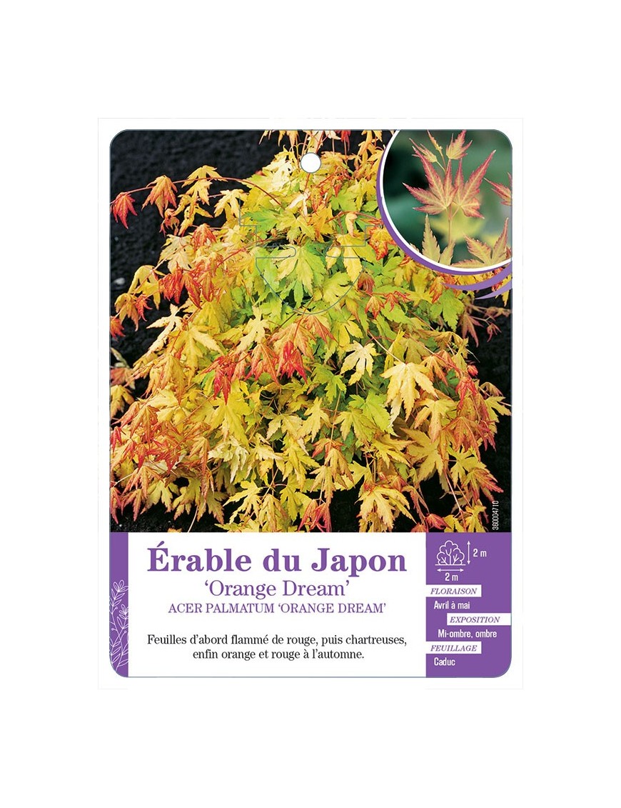 ACER PALMATUM ORANGE DREAM voir Érable du Japon