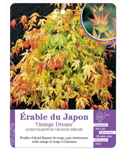 ACER PALMATUM ORANGE DREAM voir Érable du Japon