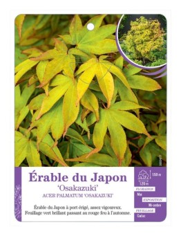 ACER PALMATUM OSAKAZUKI voir Érable du Japon