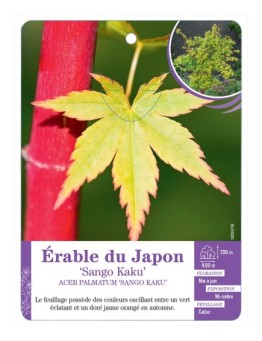 ACER PALMATUM SANGO KAKU voir Érable du Japon