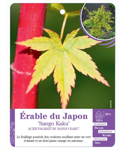 ACER PALMATUM SANGO KAKU voir Érable du Japon