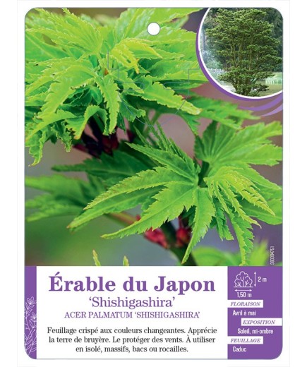 ACER PALMATUM SHISHIGASHIRA voir Érable du Japon