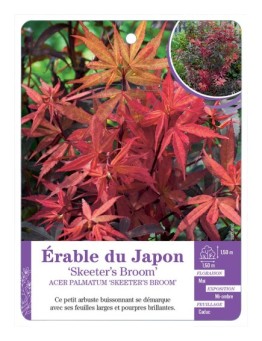 ACER PALMATUM SKEETER’S BROOM voir Érable du Japon