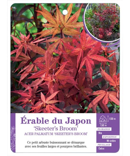 ACER PALMATUM SKEETER’S BROOM voir Érable du Japon