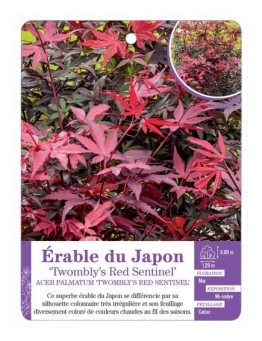 ACER PALMATUM TWOMBLY’S RED SENTINEL voir Érable du Japon