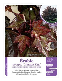 ACER PLATANOIDES CRIMSON KING voir Érable pourpre