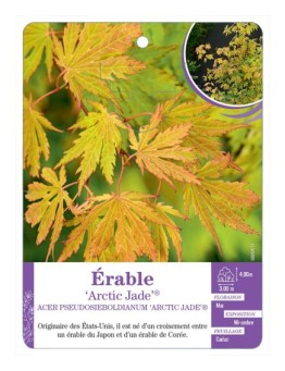 ACER PSEUDOSIEBOLDIANUM ARCTIC JADE® voir Érable