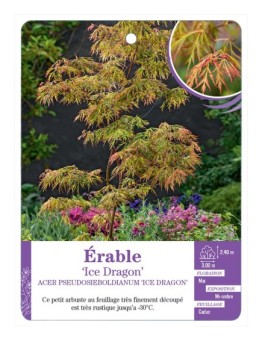 ACER PSEUDOSIEBOLDIANUM ICE DRAGON voir Érable