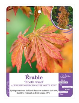 ACER PSEUDOSIEBOLDIANUM NORTH WIND voir Érable
