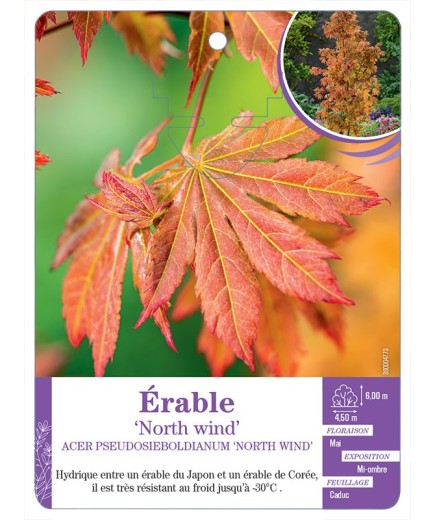 ACER PSEUDOSIEBOLDIANUM NORTH WIND voir Érable