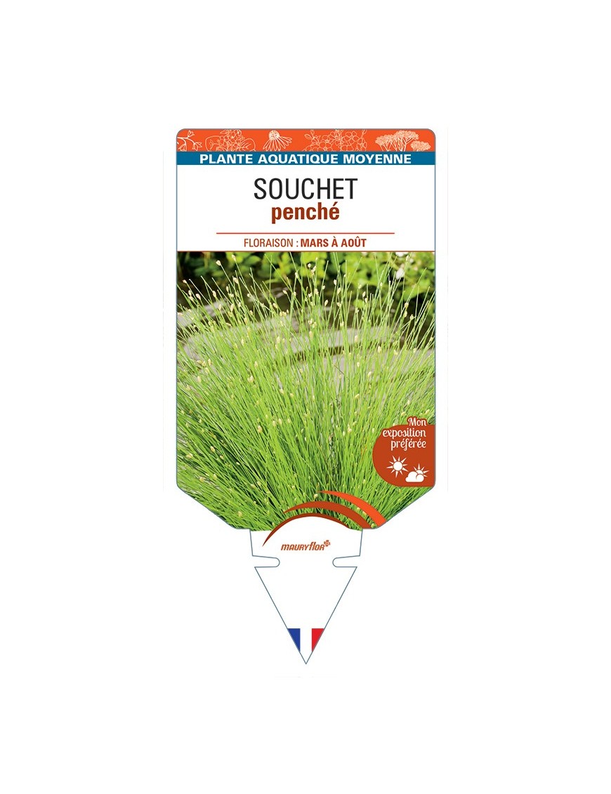 ISOLEPIS cernua voir Souchet penché