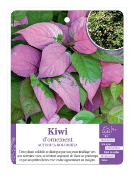 ACTINIDIA KOLOMIKTA voir Kiwi d'ornement