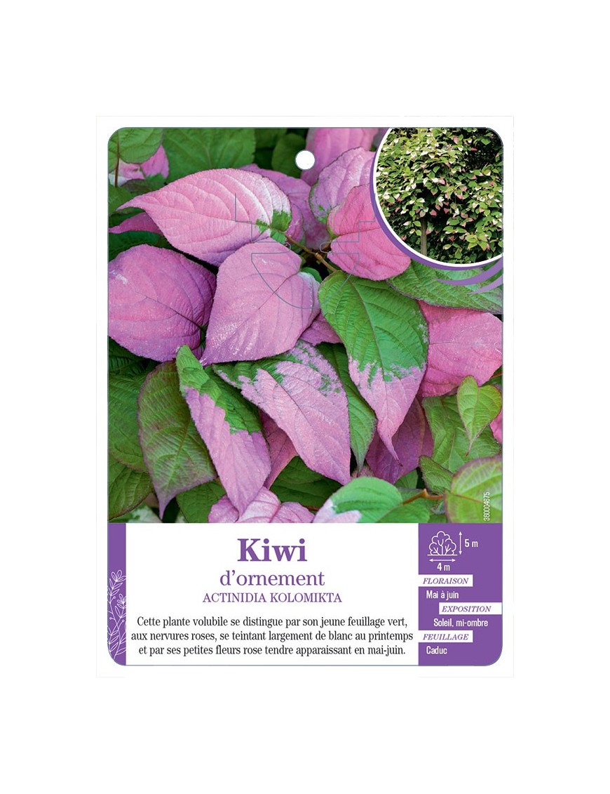 ACTINIDIA KOLOMIKTA voir Kiwi d'ornement