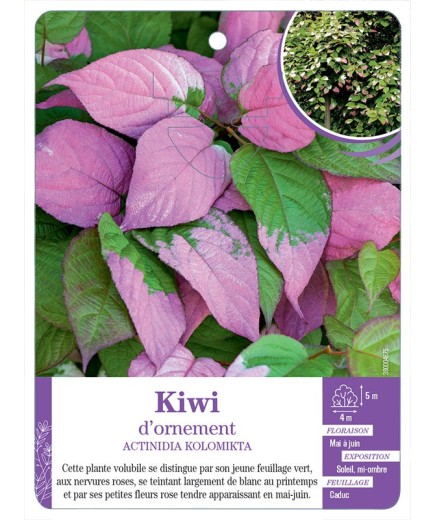 ACTINIDIA KOLOMIKTA voir Kiwi d'ornement