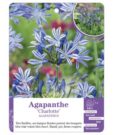AGAPANTHUS CHARLOTTE voir Agapanthe