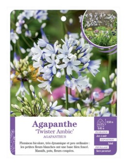 AGAPANTHUS TWISTER ALAMBIC voir Agapanthe