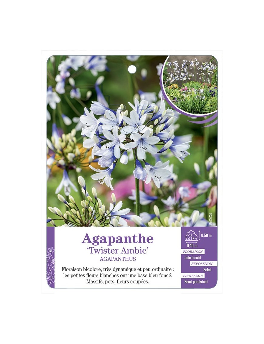 AGAPANTHUS TWISTER AMBIC voir Agapanthe