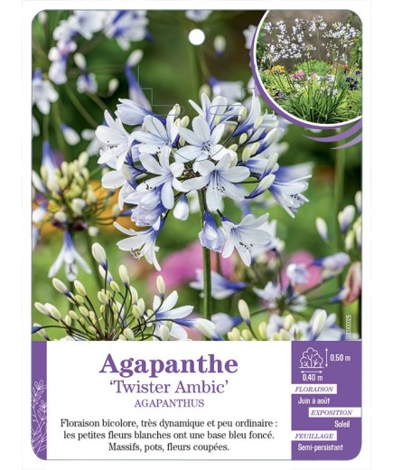 AGAPANTHUS TWISTER AMBIC voir Agapanthe