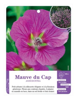 ANISODONTEA voir Mauve du Cap