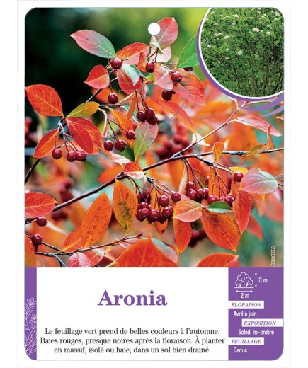 ARONIA