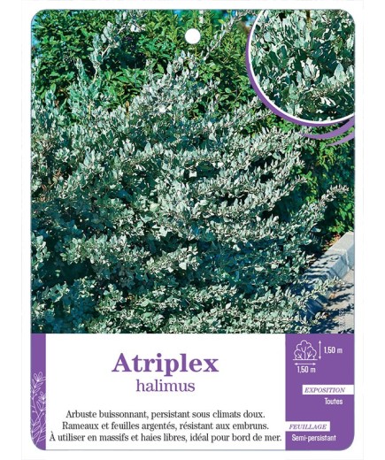 ATRIPLEX HALIMUS