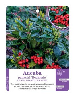AUCUBA JAPONICA ROZANNIE voir Aucuba panaché